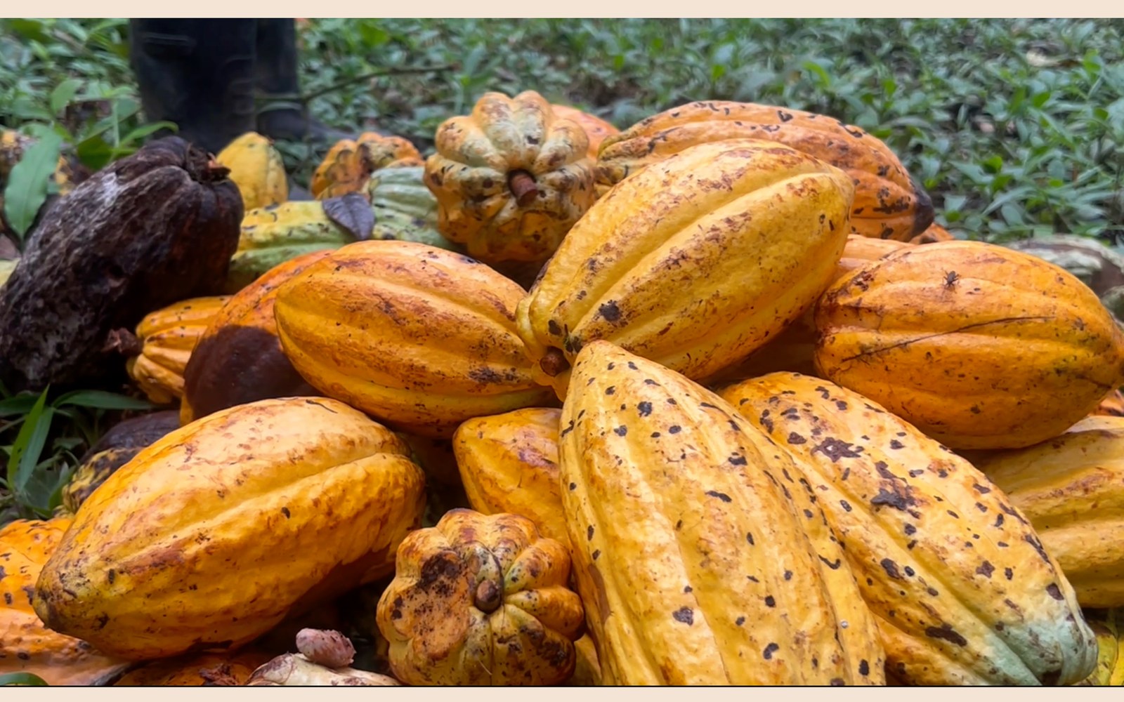 Quantum Cacao